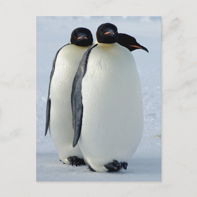 Kaiser Penguins Huddled Postkarte (Vorderseite)