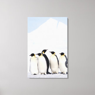 Kaiser Penguins Leinwanddruck