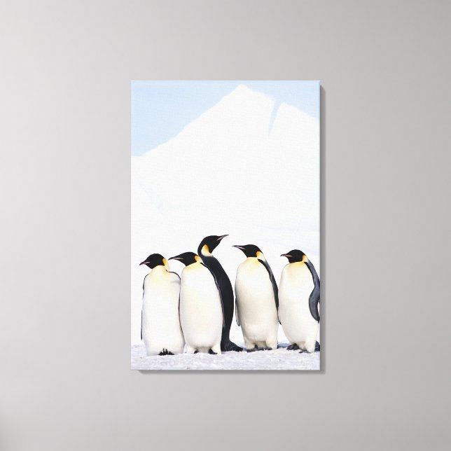 Kaiser Penguins Leinwanddruck (Vorderseite)