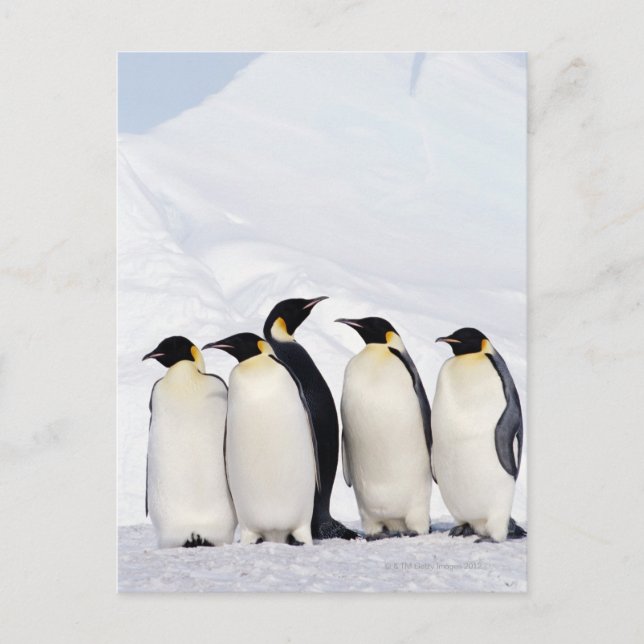 Kaiser Penguins Postkarte (Vorderseite)