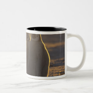 Kaiser Penguins Zweifarbige Tasse