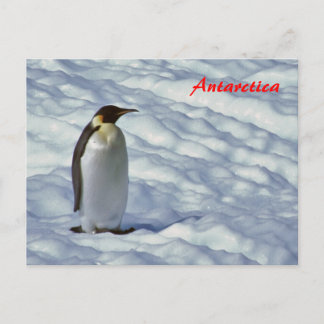 Kaiser Pinguin Antarktis Postkarte