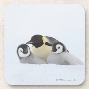 Kaiser-Pinguin (Aptenodytes forsteri) 2 Getränkeuntersetzer