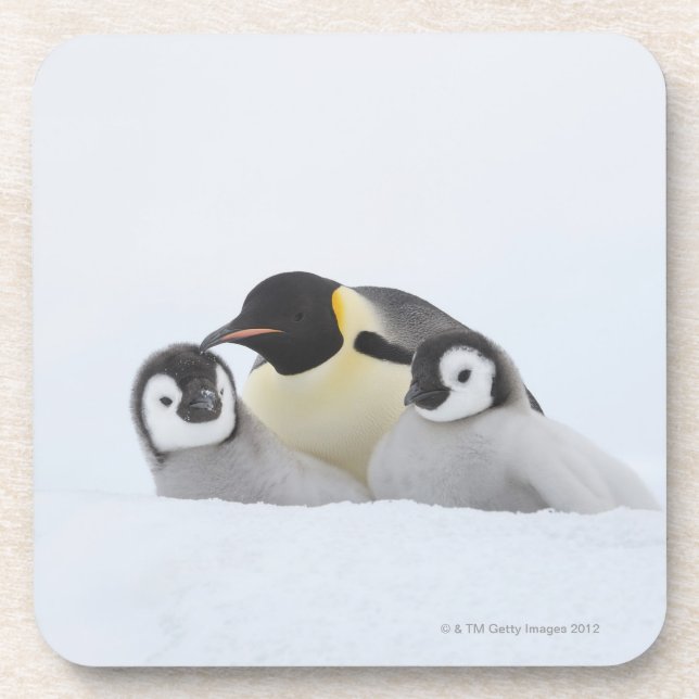 Kaiser-Pinguin (Aptenodytes forsteri) 2 Getränkeuntersetzer (Vorderseite)