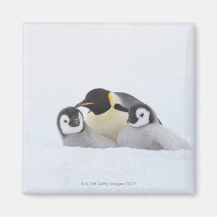 Kaiser-Pinguin (Aptenodytes forsteri) 2 Magnet