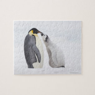 Kaiser-Pinguin (Aptenodytes forsteri), Küken Puzzle