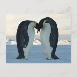 Kaiser-Pinguin-Courship Postkarte