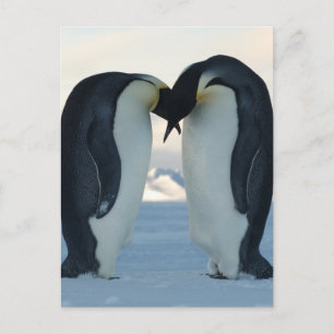 Kaiser-Pinguin-Courtship Postkarte