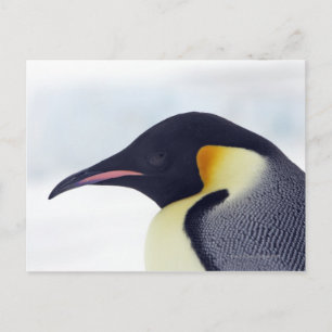 Kaiser Pinguin, Insel Snow Hill, Weddel Sea Postkarte
