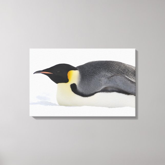 Kaiser Pinguin, Insel Snow Hill, Weddell Sea, Leinwanddruck (Vorderseite)