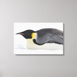 Kaiser Pinguin, Insel Snow Hill, Weddell Sea, Leinwanddruck