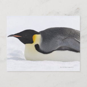 Kaiser Pinguin, Insel Snow Hill, Weddell Sea, Postkarte