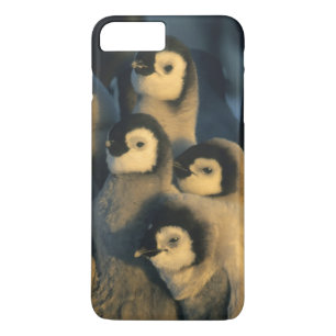 Kaiser-Pinguin-Küken in Kinderstube, Aptenodytes Case-Mate iPhone Hülle