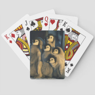Kaiser-Pinguin-Küken in Kinderstube, Aptenodytes Spielkarten
