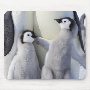 Kaiser-Pinguin-Küken Mousepad