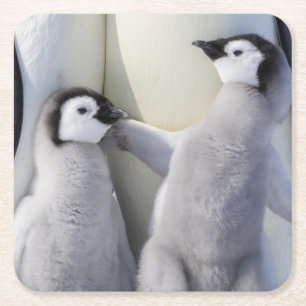 Kaiser-Pinguin-Küken Rechteckiger Pappuntersetzer