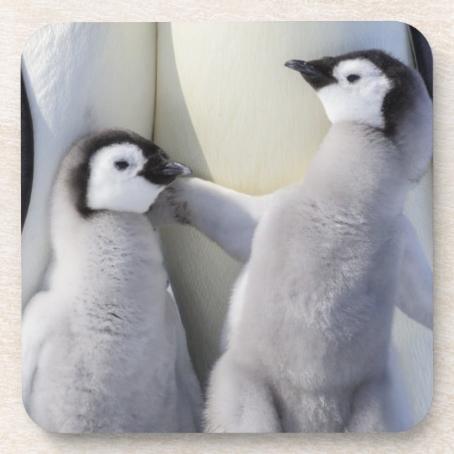 Kaiser-Pinguin-Küken Untersetzer (Vorderseite)