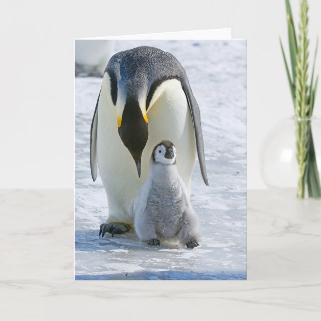 Kaiser Pinguin mit Kick - Karte (Vorderseite)