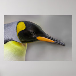 Kaiser Pinguin Portrait Nah-Up Poster