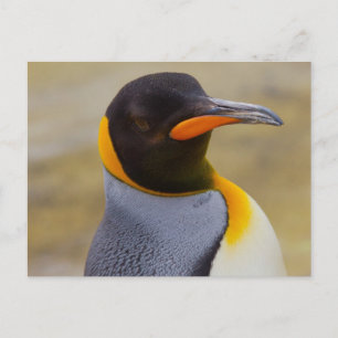 Kaiser Pinguin Postkarte