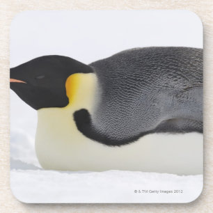 Kaiser-Pinguin, Schnee-Hügel-Insel, Weddell Meer, Untersetzer