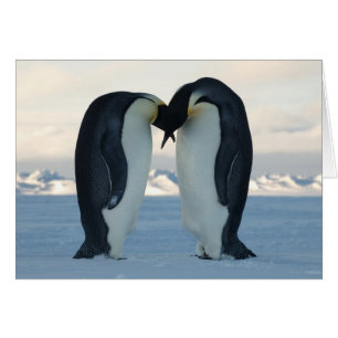 Kaiser-Pinguin-Umwerbung