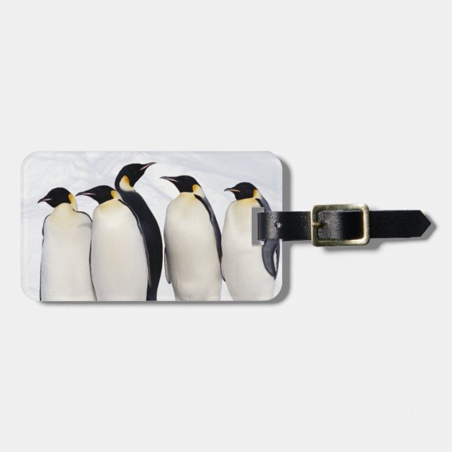 Kaiser-Pinguine Gepäckanhänger (Vorderseite horizontal)