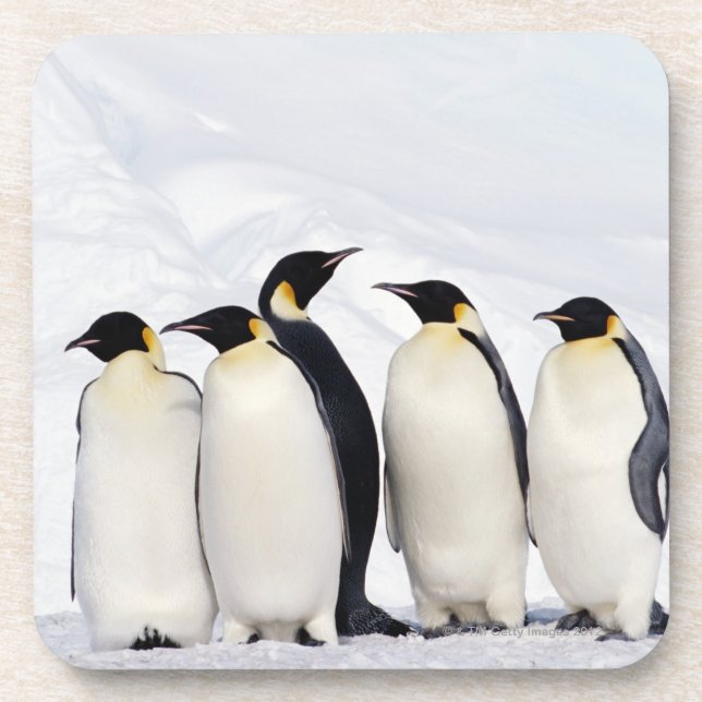 Kaiser-Pinguine Getränkeuntersetzer (Vorderseite)