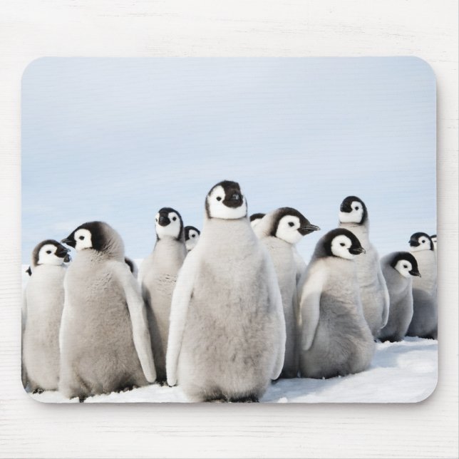 Kaiser-Pinguinküken - Mausunterlage Mousepad (Vorne)