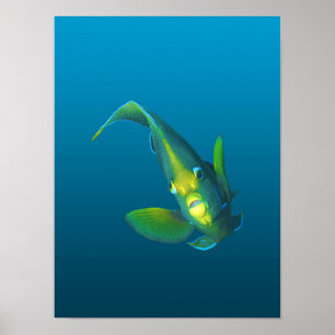 Kaiserfisch - Eleganz auf blauem Farbverlaufshinte Poster