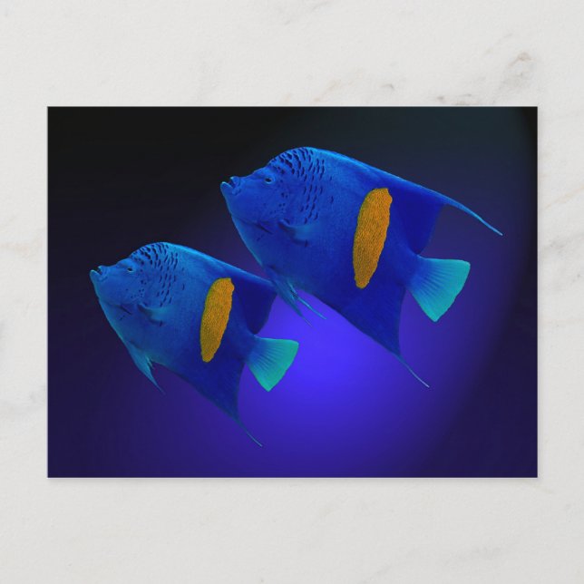 Kaiserfischparamel Postkarte (Vorderseite)