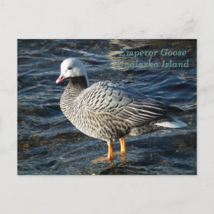 Kaisergranat auf der Insel Unalaska Postkarte