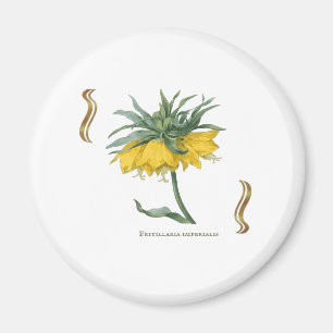 Kaiserkrone Fritillaria imperialis Magnet