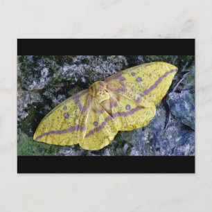 Kaiserliche Moth Postkarte. Postkarte