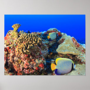 Kaiserlicher Engelfisch Pygoplites diacanthus), Poster