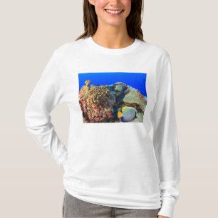 Kaiserlicher Engelfisch Pygoplites diacanthus), T-Shirt
