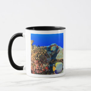 Kaiserlicher Engelfisch (Pygoplites diacanthus), Tasse