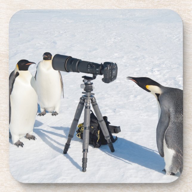 KaiserPenguins mit Kamera - GetränkeUntersetzer (Vorderseite)