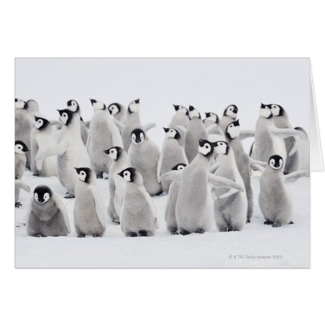 Kaiserpinguin (Vorderseite (Horizontal))