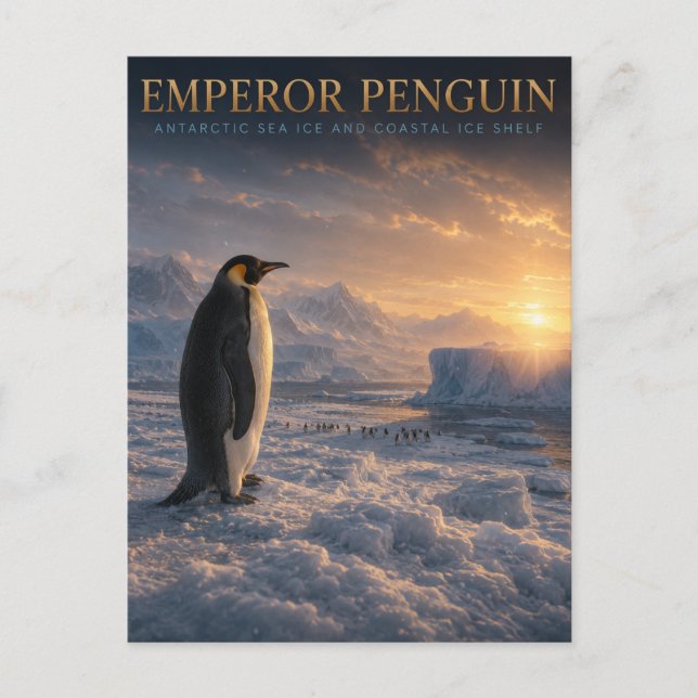 Kaiserpinguin Antarktiseis TIERE Postkarte (Vorderseite)