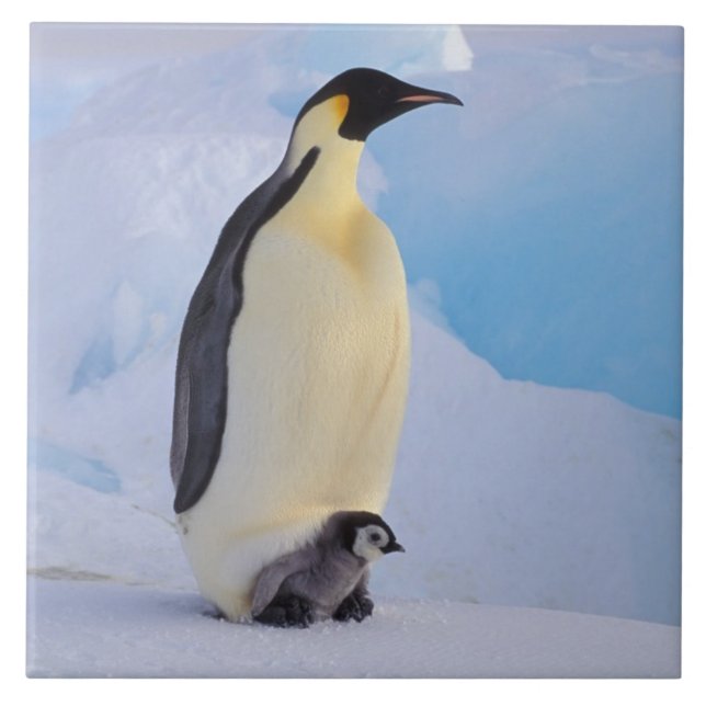 Kaiserpinguin | Aptenodytes Fliese (Vorderseite)