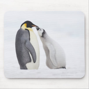 Kaiserpinguin (Aptenodytes forsteri), Küken Mousepad