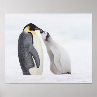 Kaiserpinguin (Aptenodytes forsteri), Küken Poster