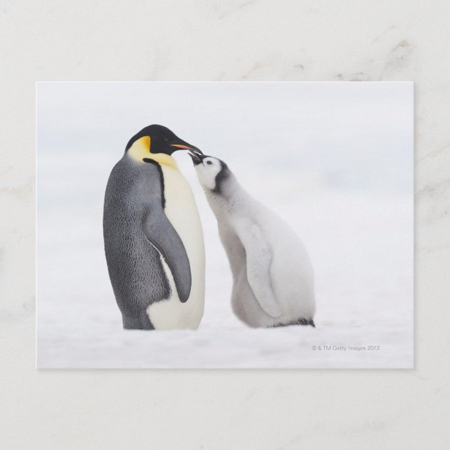 Kaiserpinguin (Aptenodytes forsteri), Küken Postkarte (Vorderseite)