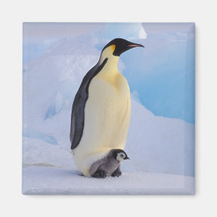 Kaiserpinguin Aptenodytes Magnet