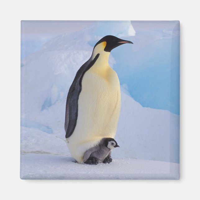 Kaiserpinguin | Aptenodytes Magnet (Vorne)