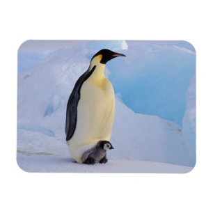 Kaiserpinguin Aptenodytes Magnet