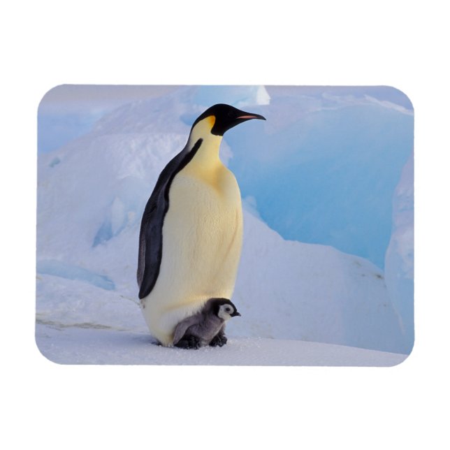 Kaiserpinguin | Aptenodytes Magnet (Horizontal)