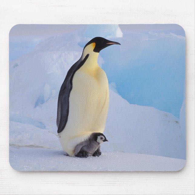 Kaiserpinguin | Aptenodytes Mousepad (Vorne)