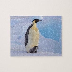 Kaiserpinguin Aptenodytes Puzzle